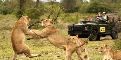 حیات وحش آفریقای جنوبی