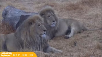 حمله حیوانات درنده به انسان،