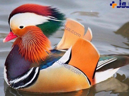 زیباترین اردک های جهان