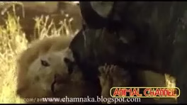 +18 wild and predator hunting