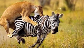 صحنه هایی زیبا از شکار کردن حیوانات وحشی