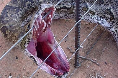 غول پیکرترین مار آناکوندای جهان