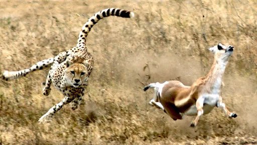فوق العاده ترین صحنه های شکار حیوانات وحشی