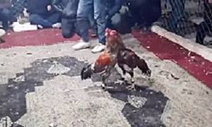 فیلم جنگ خروس جنگی Brawler