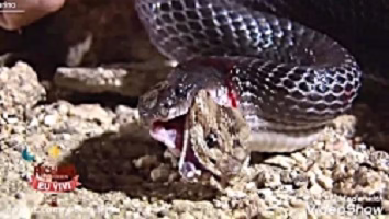 فیلم جنگ و نبرد مار و افعی