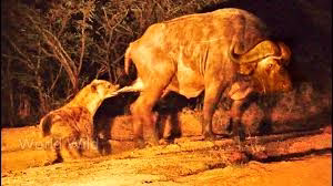 فیلم دنیای ترسناک حیوانات وحشی ، شکار وحشیانه ، جنگ کفتارها برای قلمرو