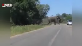 Exciting moments of the giant animal attack on humans