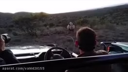 Clip set of wild animal attack on humans