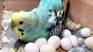 مرغ عشق بی نظیر