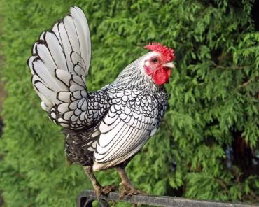 مرغ های گوناگون