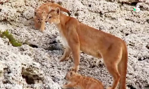 مستند حیات وحش تلاش پوما (شیر کوهی) برای شکار لاما