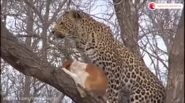 Wildlife Documentary Painful hunting of domestic dog by leopard
