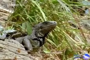 مستند کامل ایگواناها مثل دایناسورها زندگی می کنند