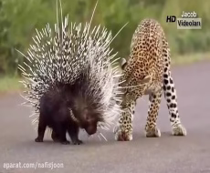 مهربانی عجیب حیوانات وحشی در هنگام شکار - عجیب ولی واقعی