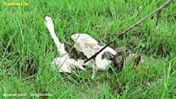 نجات غاز از چنگال مار پیتون توسط زن شجاع