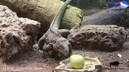 ویدیو کوتاه از ایگوانای جامائیکایی در باغ وحش