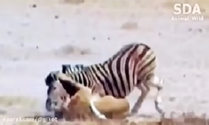 کلیپ شیرهای گرسنه و گورخر Hungry lions and zebra