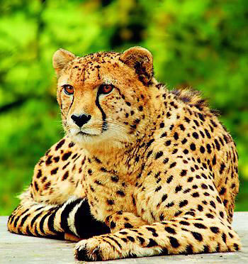 یوزپلنگ یکی از خطرناک ترین شکارچیان حیات وحش