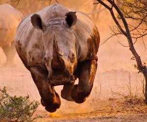 10 تا از خشن ترین حملات حیوانات به انسان ها +18