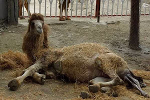 زایمان طبیعی شتر