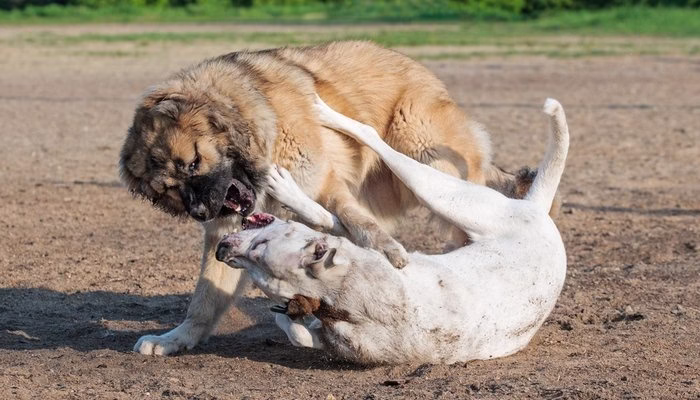 جنگ سگ ها Dogs fight