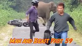 The confrontation between humans and wild and large animals