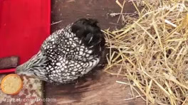 آیا یک مرغ می تواند مادر خوبی برای جوجه اردک باشد