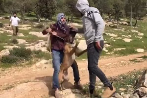 استفاده کفتارها از سگ‌وحشی برای حمله به فلسطینیان