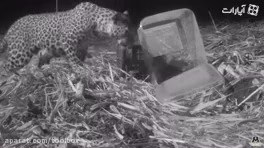 بازگردوندن توله پلنگ به مادرپلنگ