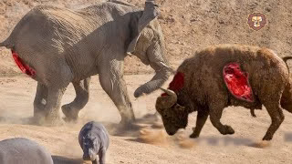 بهترین مبارزه حیوانات وحشی ببین ضرر نمیکنی +18