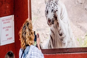 تلاش حیوانات باغ وحش برای حمله به انسان ها