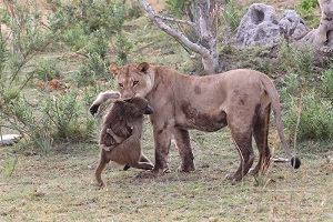 تلاش دو شیر ماده گرسنه برای شکار میمون بابون