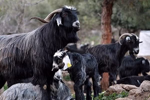 جفت گیری بز بصورت گروهی +18