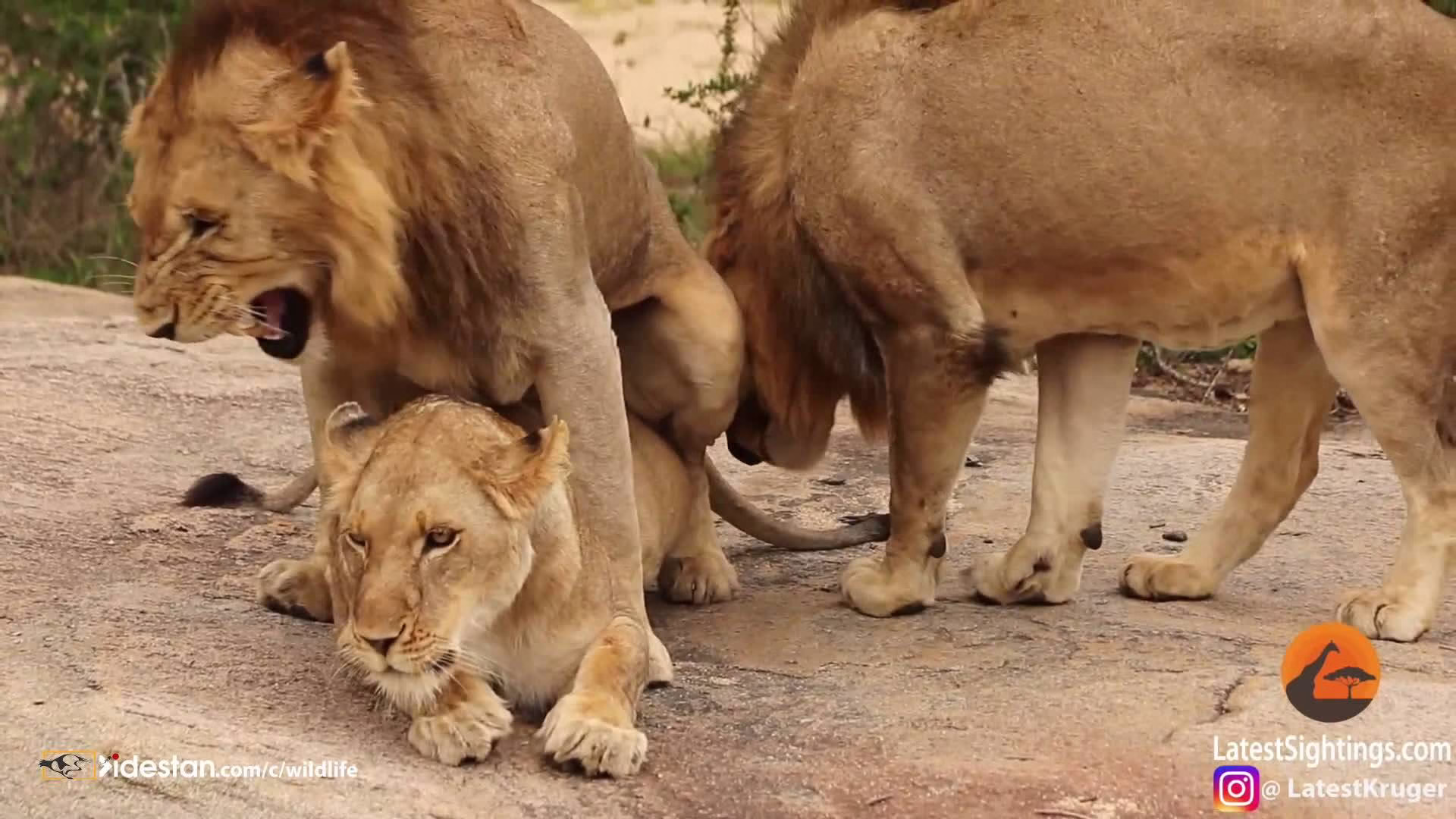 جفت گیری حیوانات، تولیدمثل شیر (1)