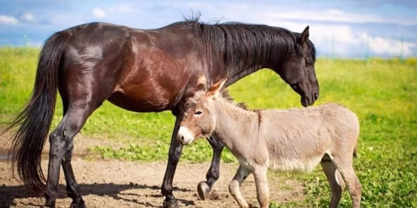 جفت گیری خر با اسب
