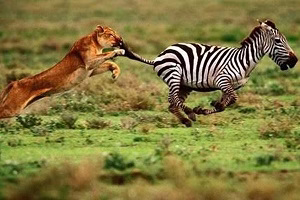 جنگ حیوانات با انسان ها جالب و دیدنی+18