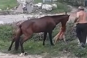 جنگ سگ با اسب +18