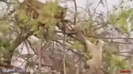 فیلم جنگ و نبرد ترسناک بین حیوانات وحشی Scary war and battle between wild animals جنگ و نبرد ترسناک بین حیوانات وحشی ، ترسناک ترین و خطر ناک ترین حیوانات