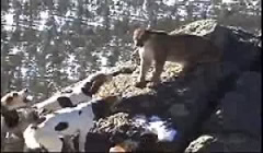 جنگ و نبرد سگ شکاری با شیر کوهی
