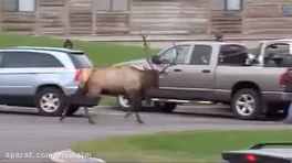 حملات هولناك حيوانات وحشي به انسان ها كه توسط فیلمبرداران شكار شده است