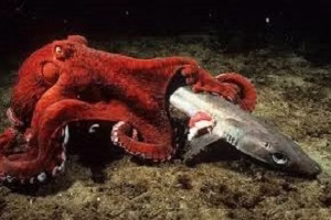 حمله اختاپوس به کوسه و زنده زنده خوردنش