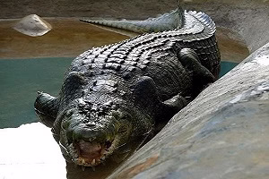 حمله خطرناک اسب به تمساح