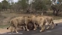 حمله شیرهای افریقایی به بوفالو در وسط جاده