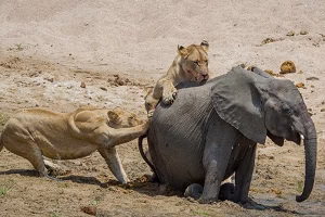 حمله و شـکار سهمــگین حیوانات درنده به فیل ها