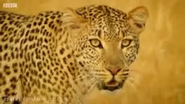 Leopards attack hedgehogs