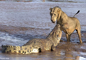 حمله کروکدیل به شیر