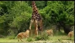 حمله گله شیرهای درنده به یک زرافه غول پیکر