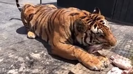 حیات وحش در باغ وحش آلیسون یک ببر سیبری