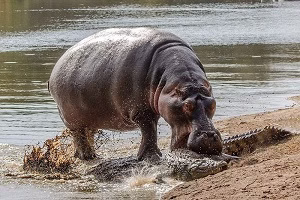 حیات وحش، حمله کروکودیل و اسب آبی به غزال