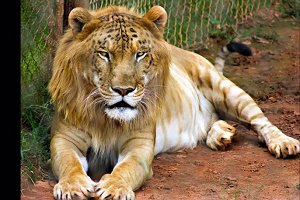 خورده شدن وحشتناک انسان توسط ببر +۱۸